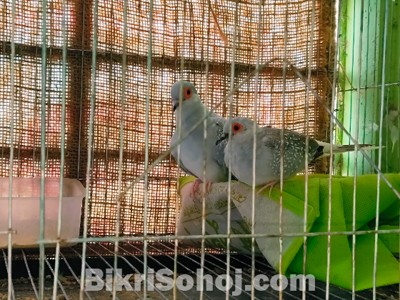Diamond dove Jora(pair)